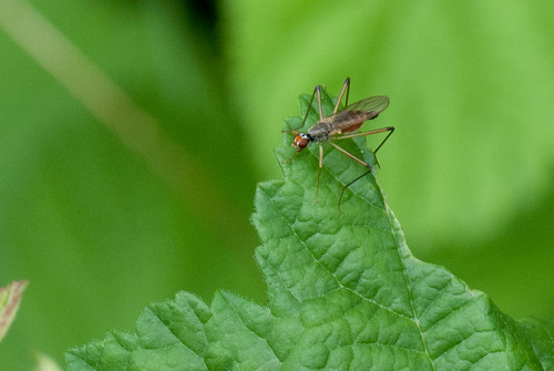Red-eyed fly